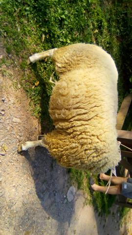 Reprodutor texel - Foto 3