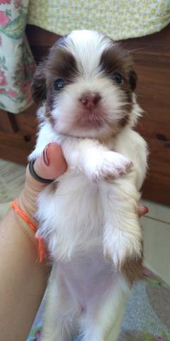 Filhotes de Shih tzu - Foto 4