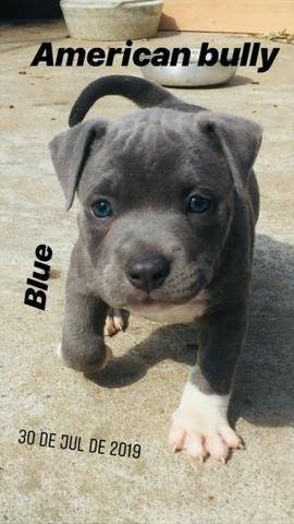 Filhotes de American Bully