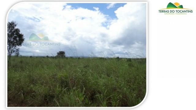 1.350 há (278 Alq) 1.000 há (206 alq) formados em pastagens. Planta-se Soja em toda área - Foto 6