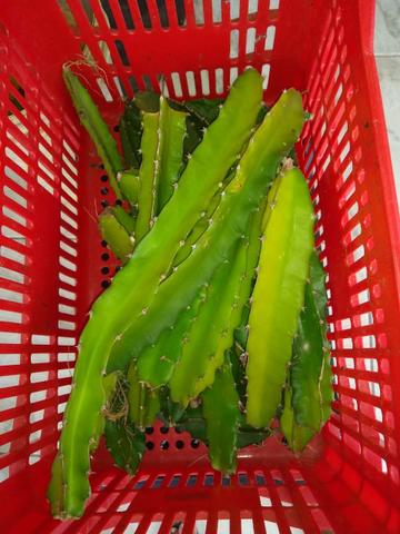 Ainda tenho muda de pitaya 10 reais
