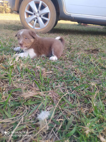 Border collie marro macho - Foto 4