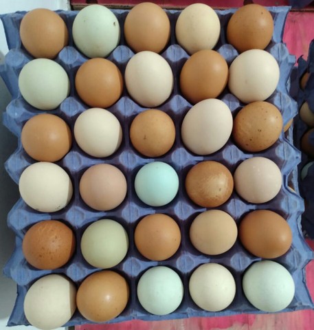 Vendo ovos caipiras e galinhas caipiras - Foto 2