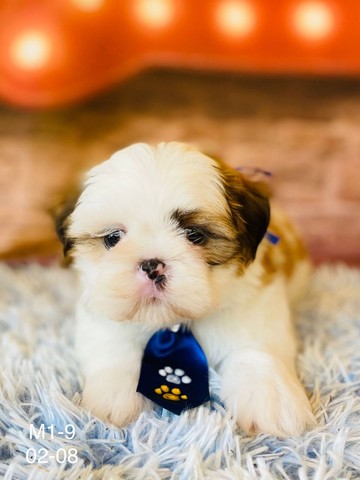 Shihtzu linhagem de campeões * - Foto 2