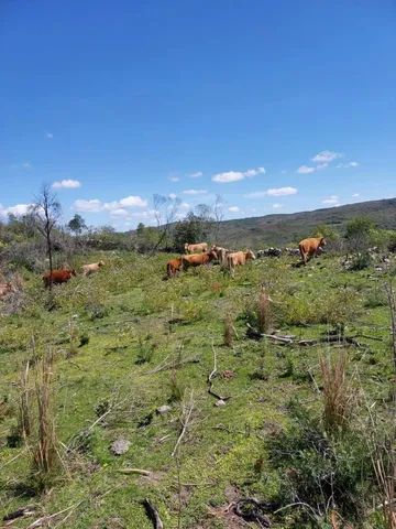 Arrendamento 168 hectares Pinheiros Machado RS  - Foto 3