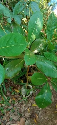 Vendo mudas de frutrificas e outras. - Foto 5