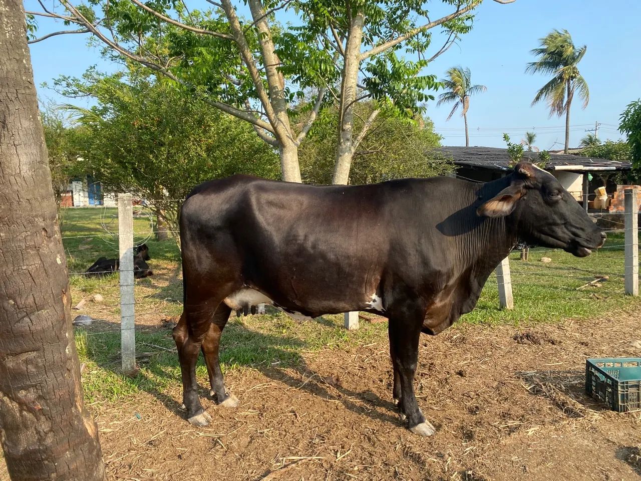 Vaca Girolando - Foto 3