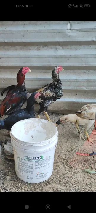 Frango Prata Linhagem Canto Curto  - Foto 3