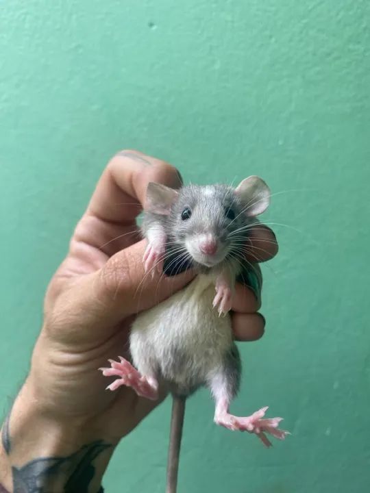 Ratinhos mercol/twister Dumbo, p/ PET  - Foto 4