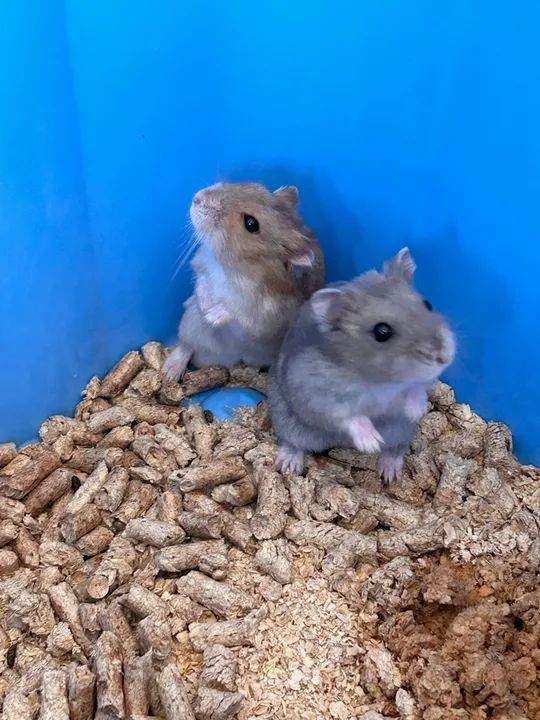 Doação hamster anão russo  - Foto 2