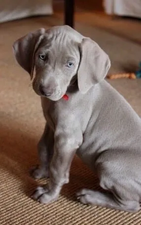 Weimaraner olx best sale