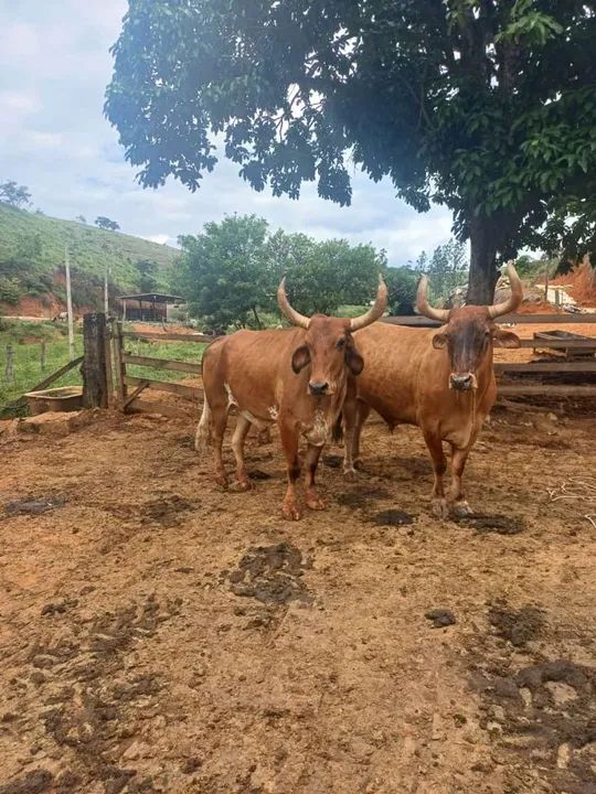 Junta de boi carrero.