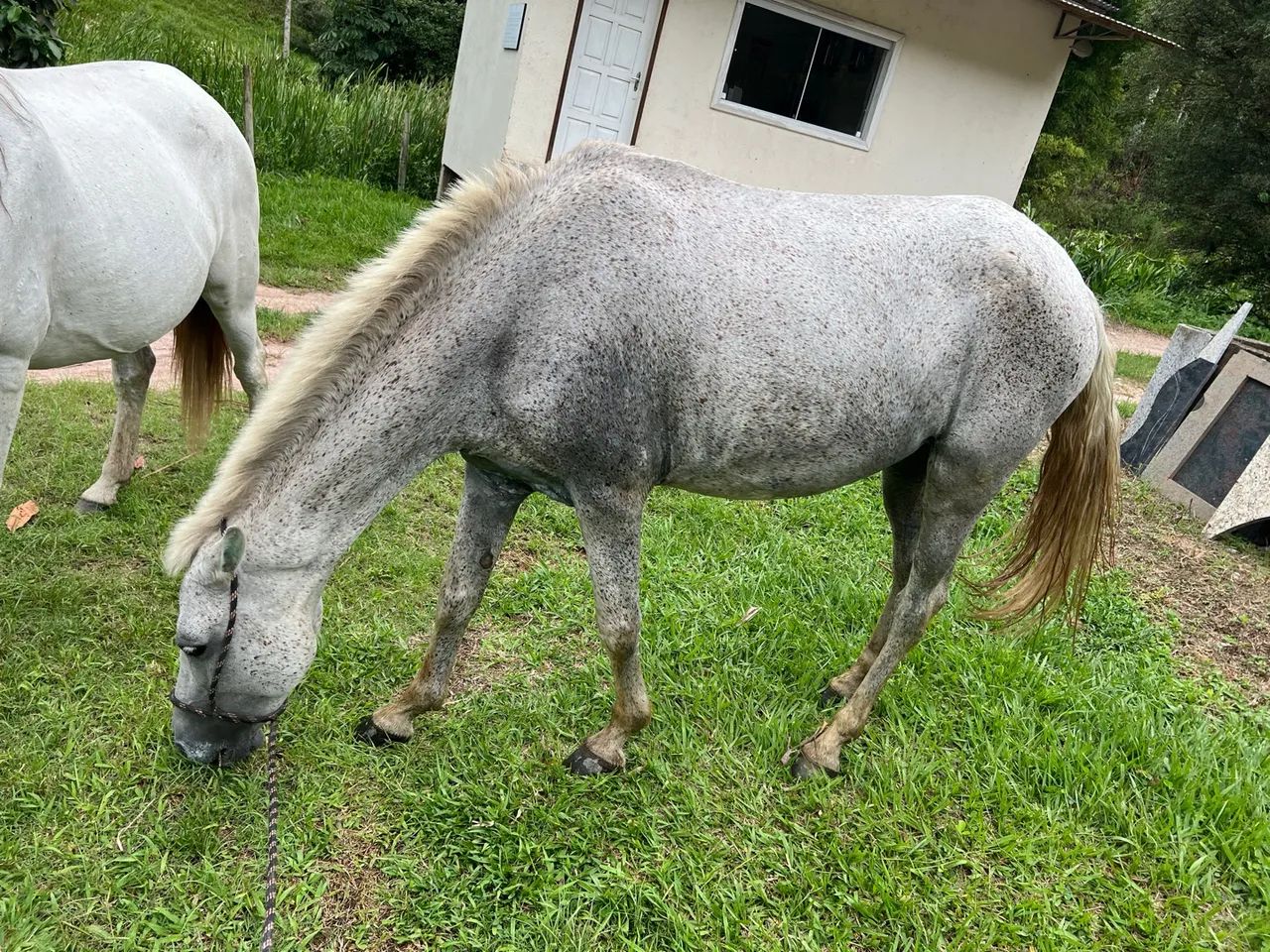 Vendo ou troco Égua boa de mais  - Foto 2