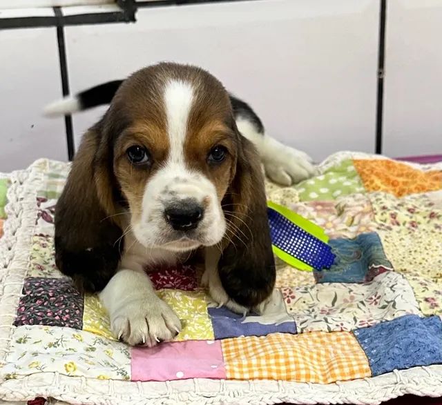 Basset olx sales