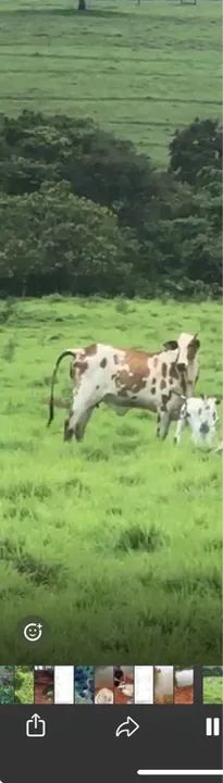 Nelore Pintado - Foto 4