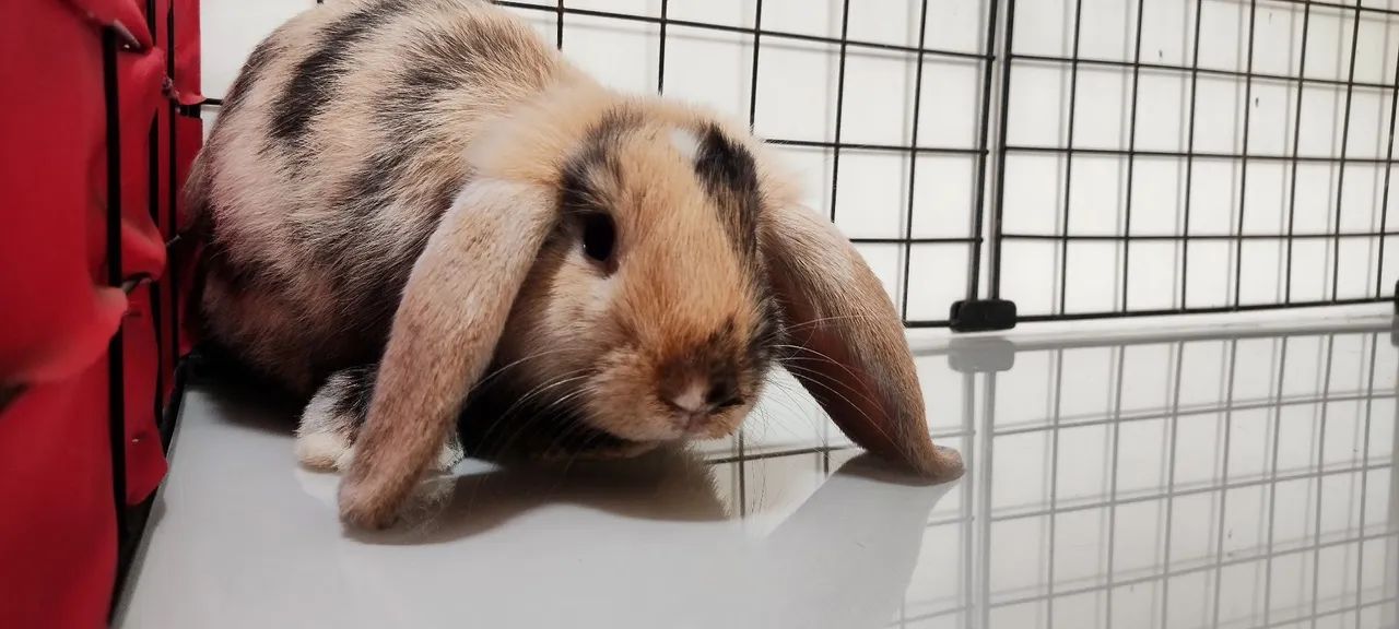 Criatório Roedores e Cia (coelhos mini Lion, loop urugaio, Lion fuzzy loop) - Foto 5