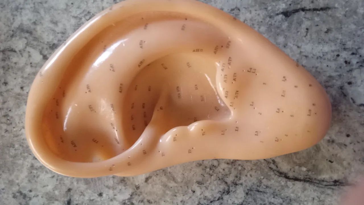 MODELO DE ORELHA pra  ESTUDO de ACUMPUTURA  - Foto 5