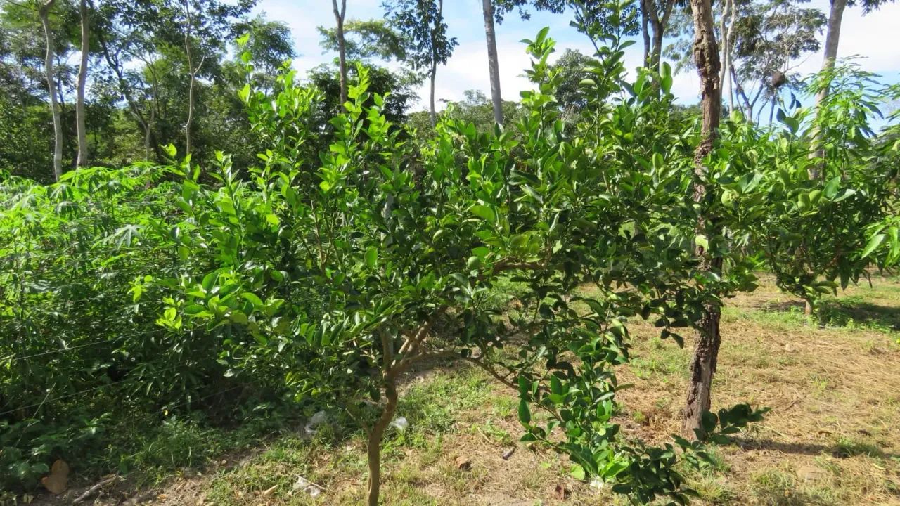 Imóvel para venda com 5000 metros quadrados com 2 quartos em Poção - Cuiabá - MT