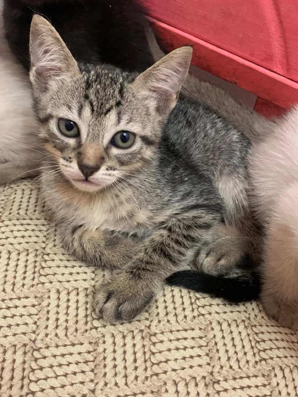 Gatinho Filhote Tigrado para Adoção