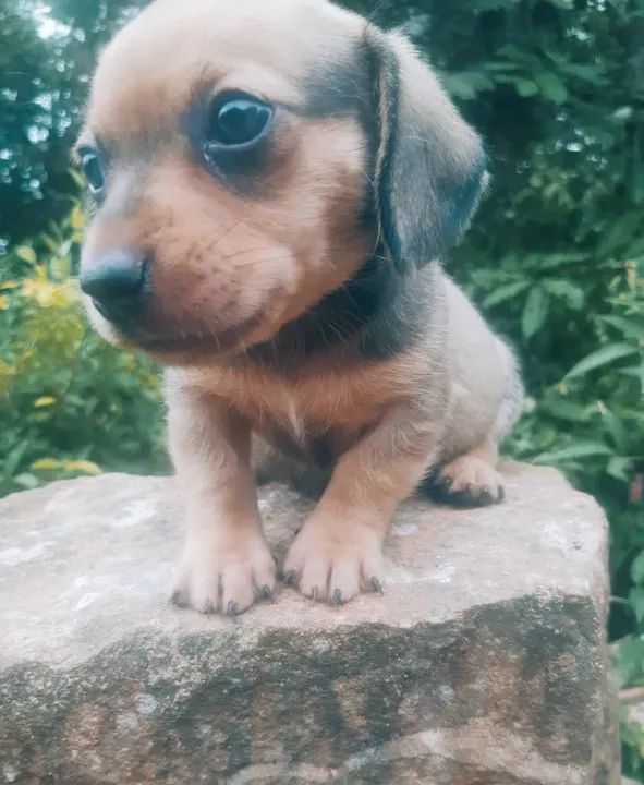 Filhote de Dachshund