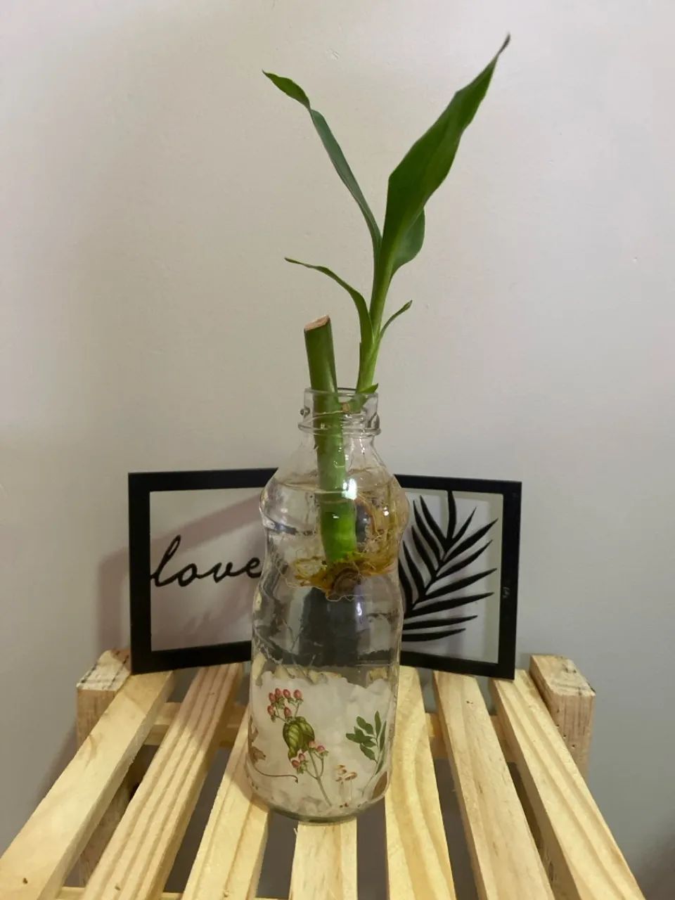 Planta Bambu da Sorte em Vaso Decorativo - Foto 2