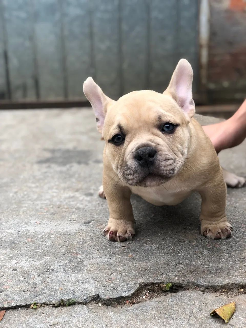 American bully micro - Foto 3