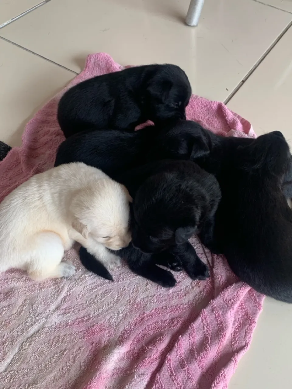 Filhotes de labrador