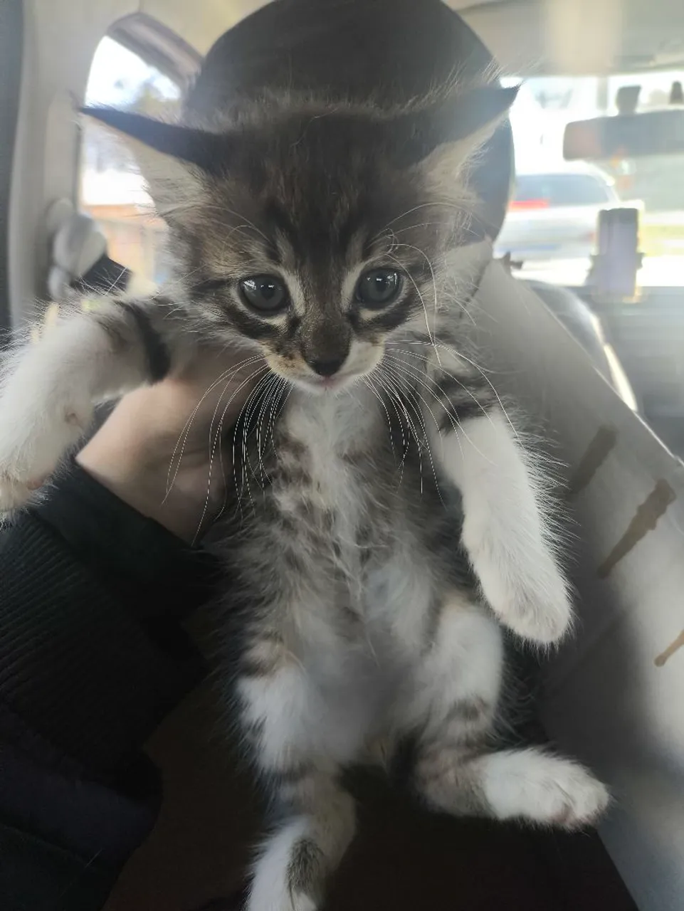 Gatinho fofo para adoção!