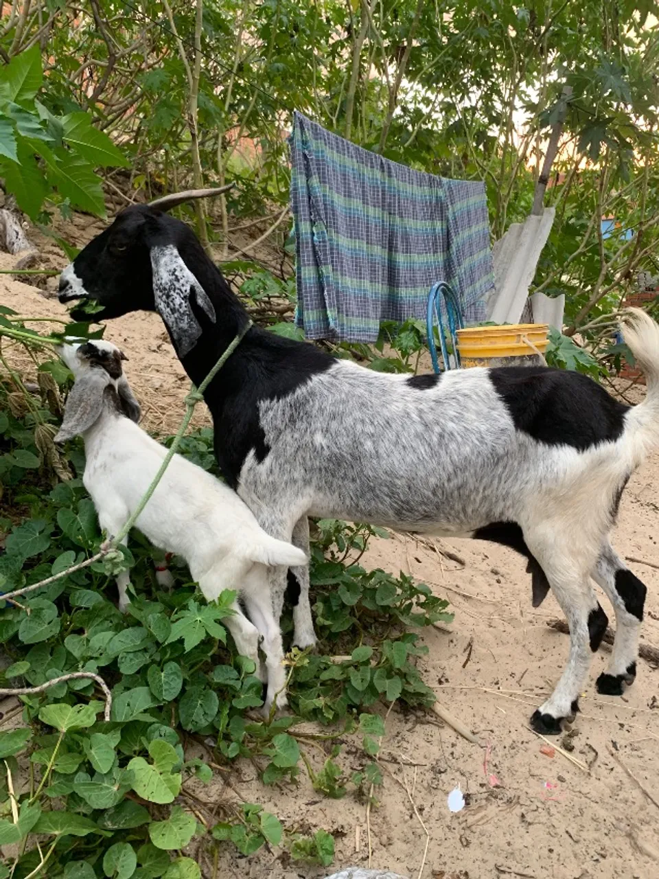 Cabra e cabrito 