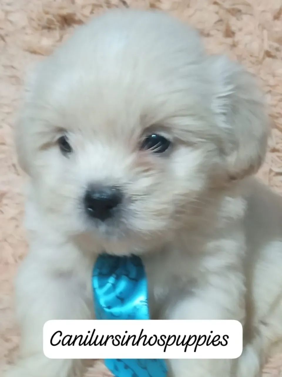 seu sonhado bebe de lhasa apso garanta hoje seu  - Foto 6