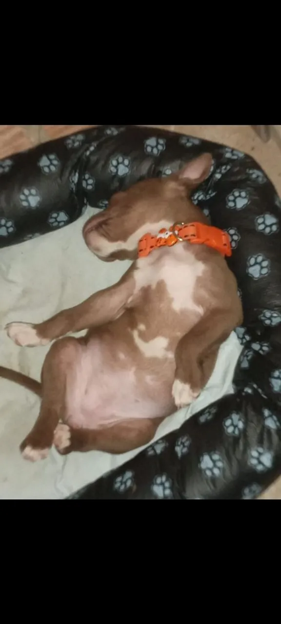 Vendo esse lindo filhote de pitbull