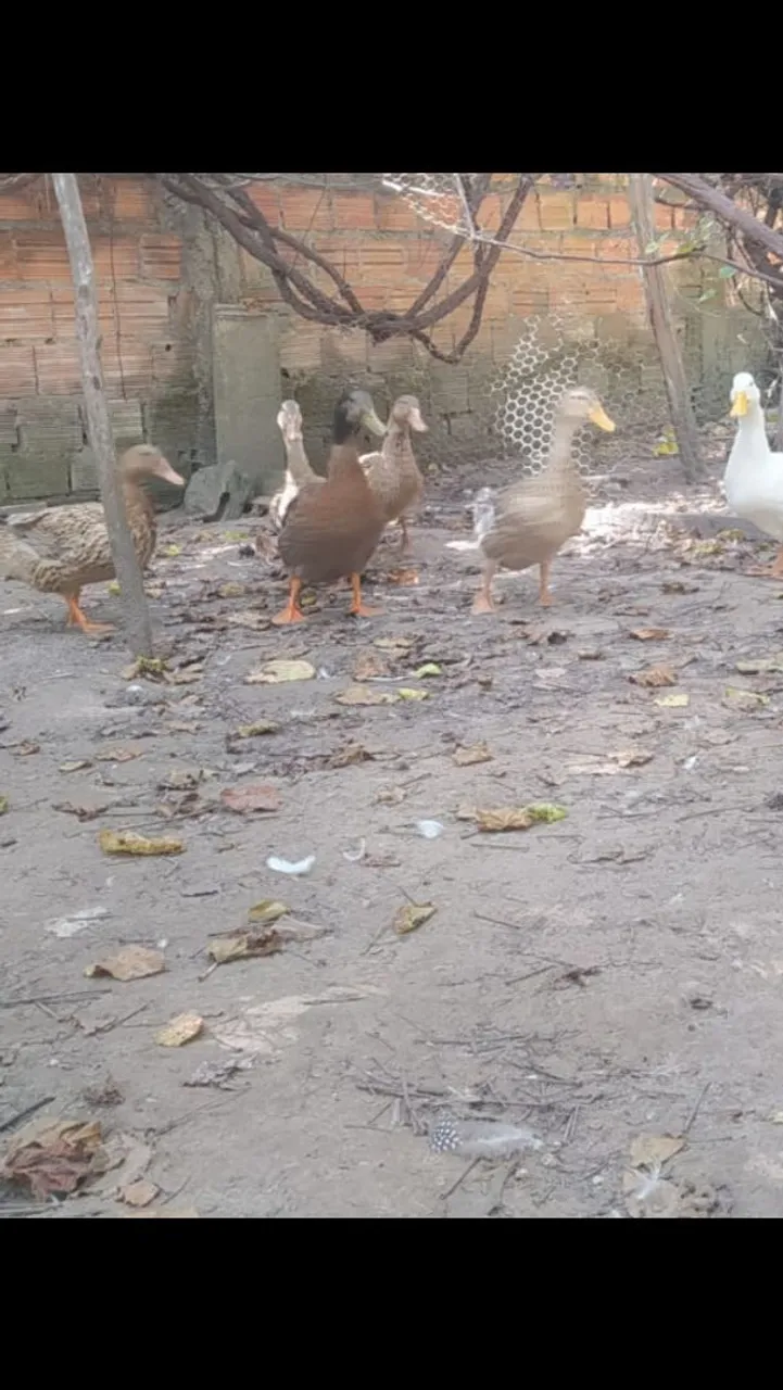 Patos de rouan