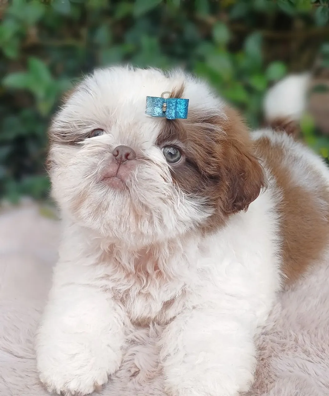 Macho shih tzu olhos verdes 
