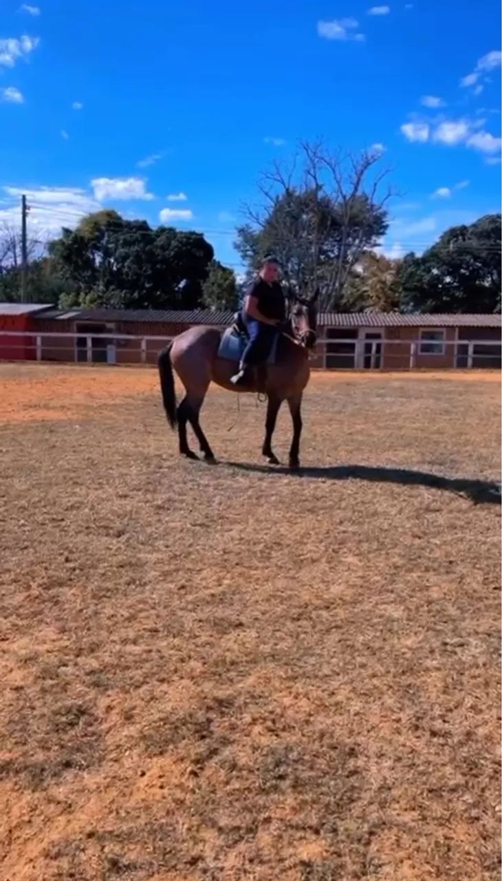 Égua Filha de Mangalarga - Foto 3