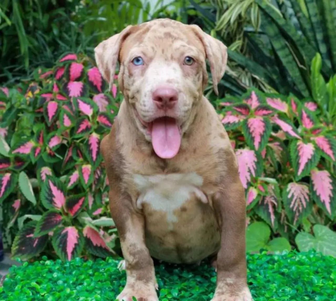 Filhotes de Pitbull - Foto 5