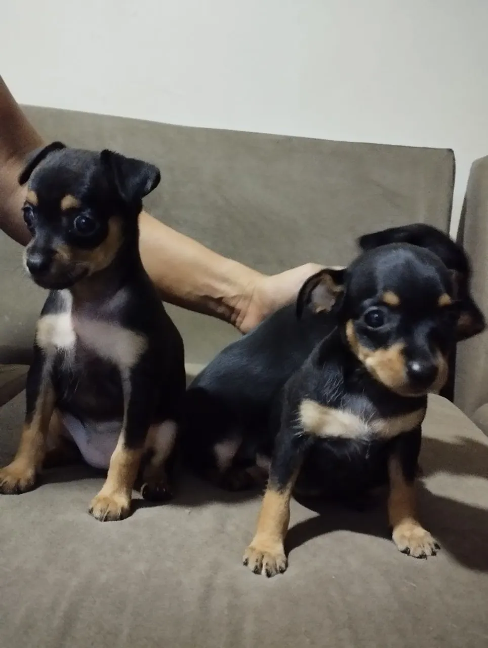 Filhotes de Pinscher Miniatura