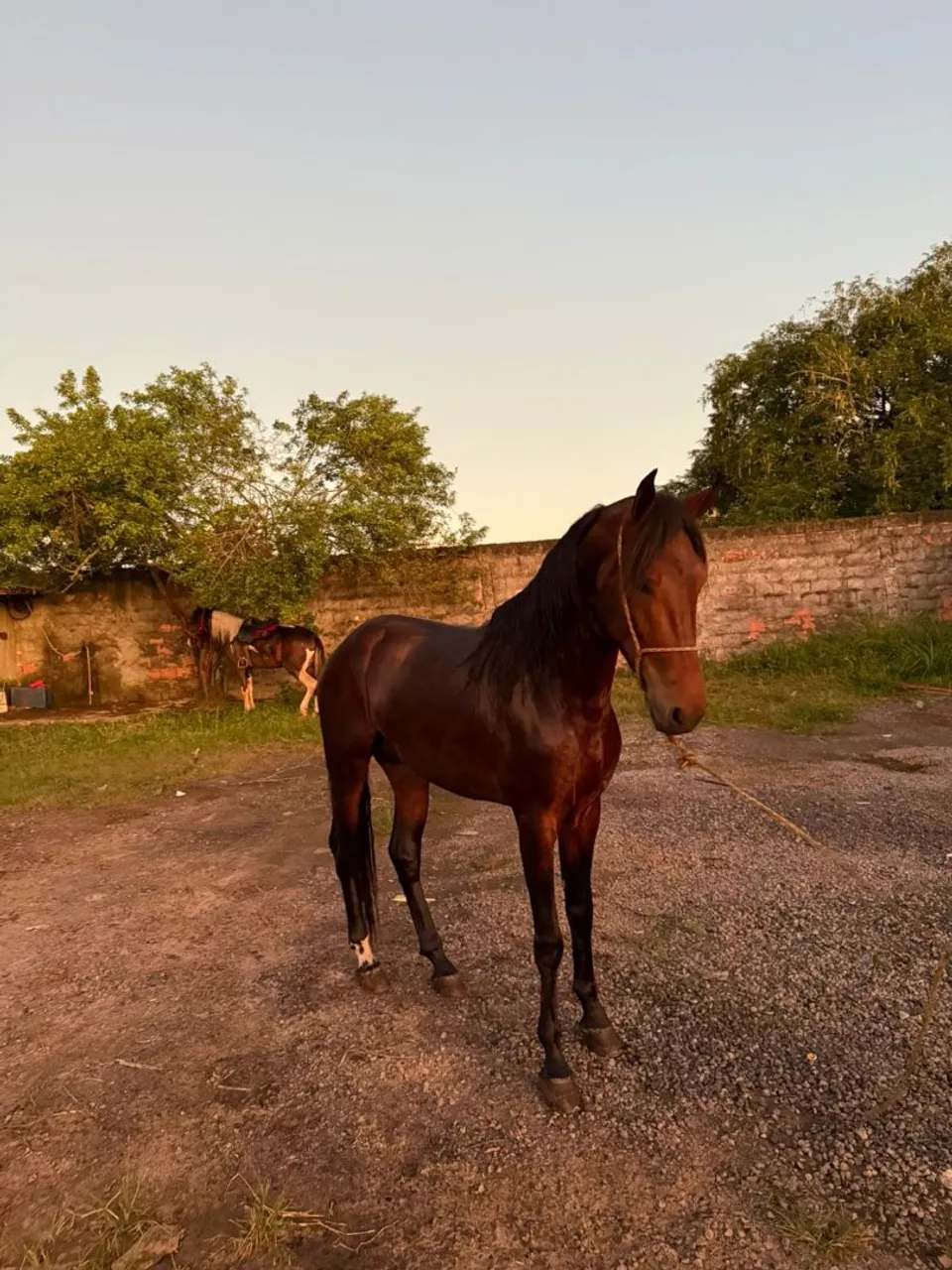Cavalo Mangalarga Marchador