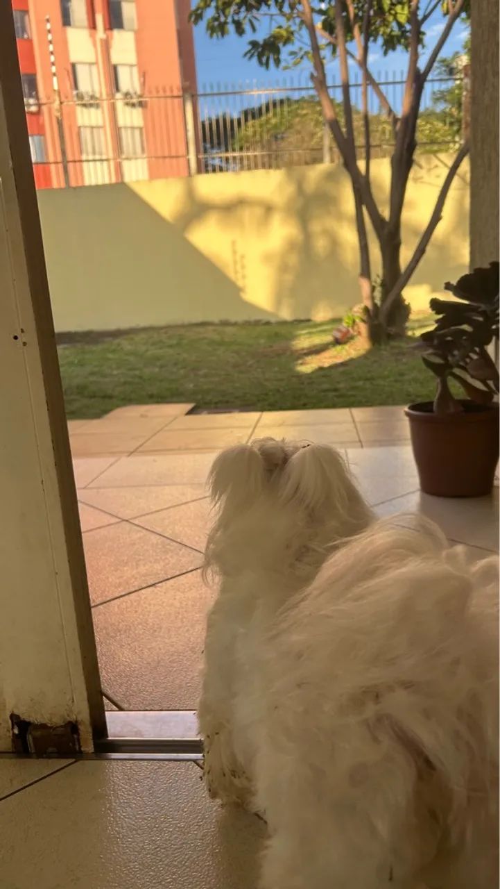 Pet sitter/Babá pet - Foto 4