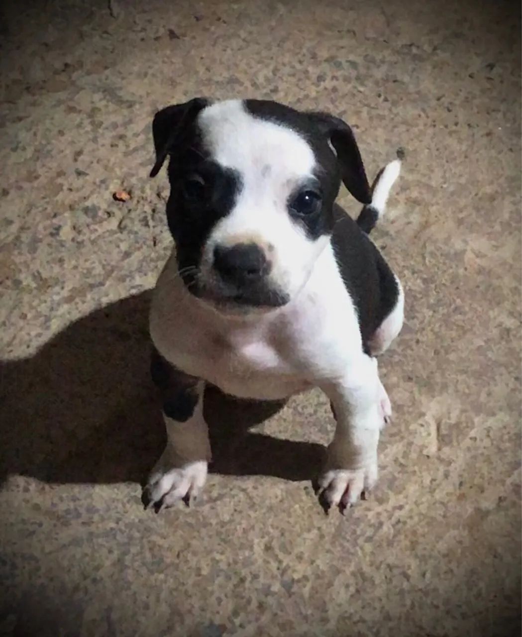 Pitbull 1 mês 
