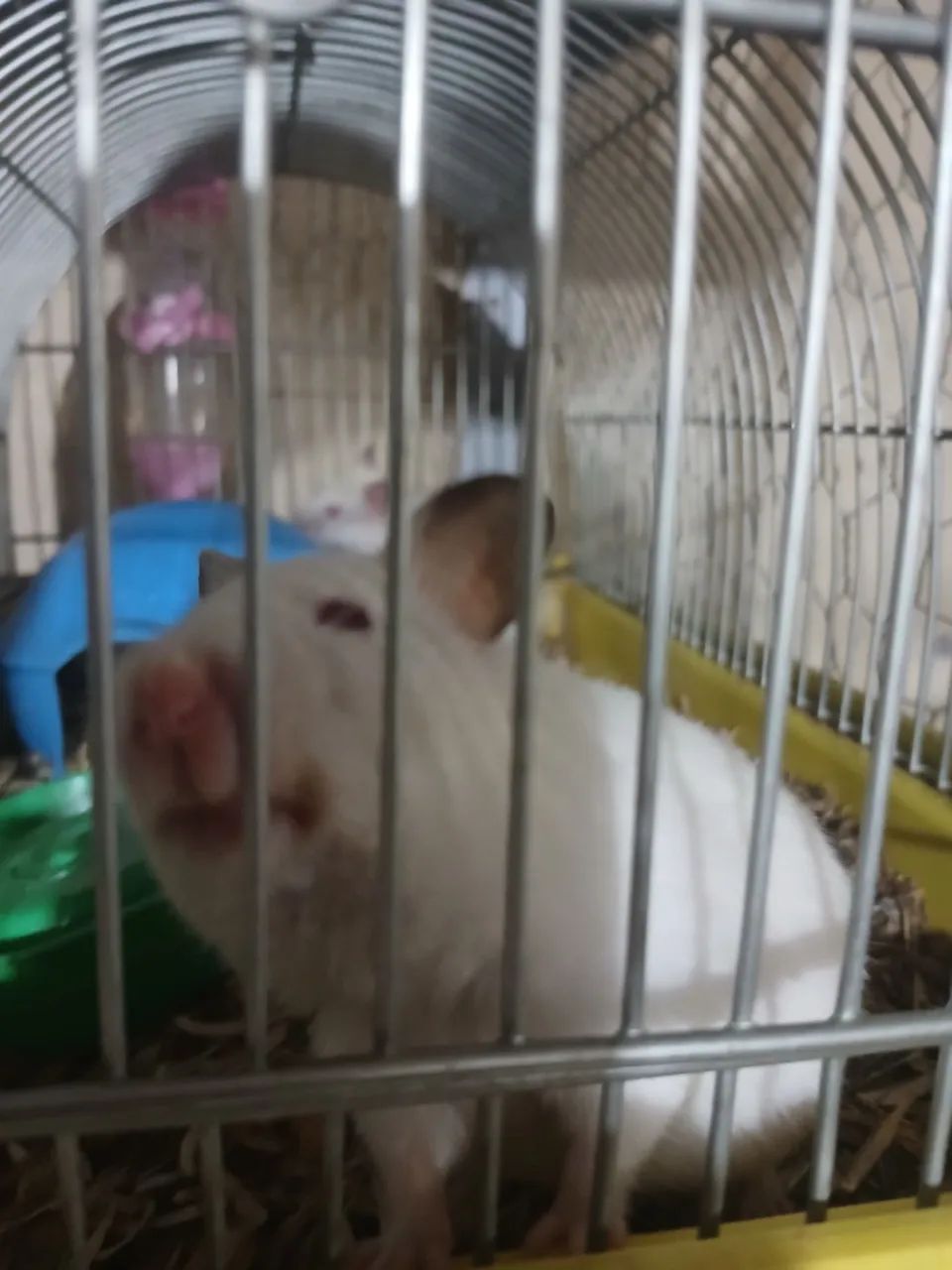 Hamster Sírio e Chinês  - Foto 2