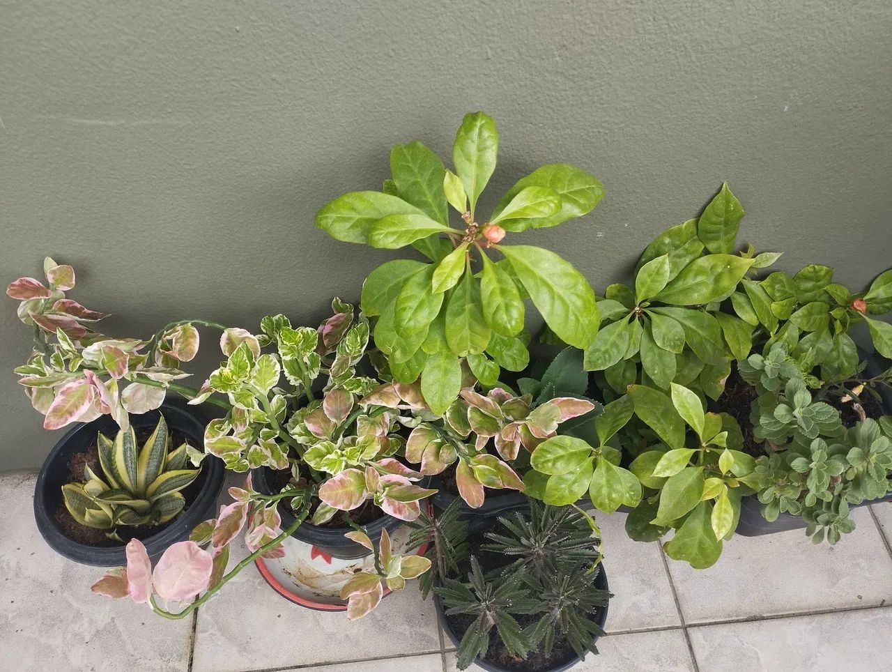 Plantas - Foto 3