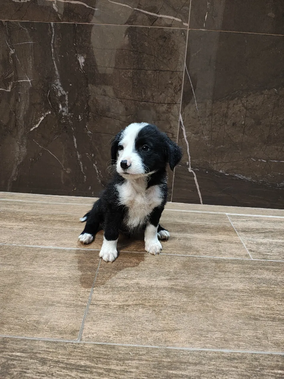 Filhotes de Border Collie