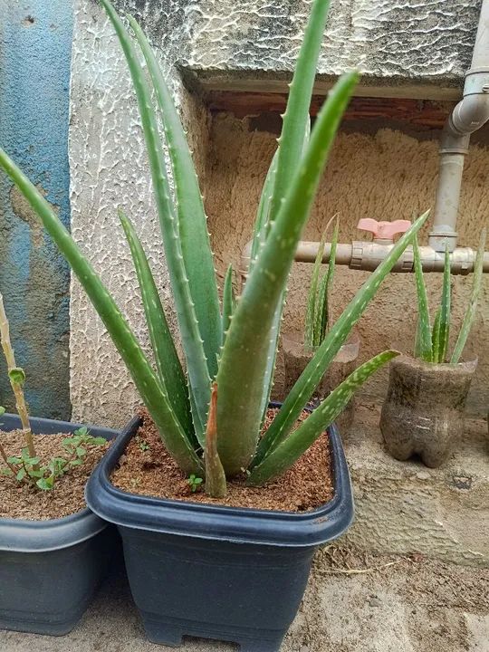 Mudas de Babosa Aloe Vera  - Foto 4