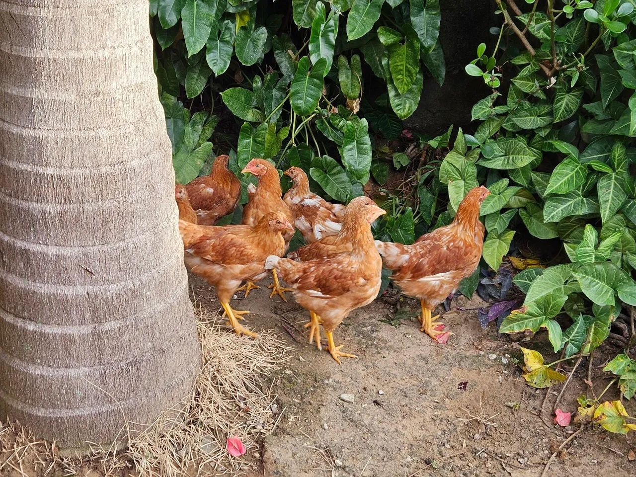 Frangas Rhodia Vermelha