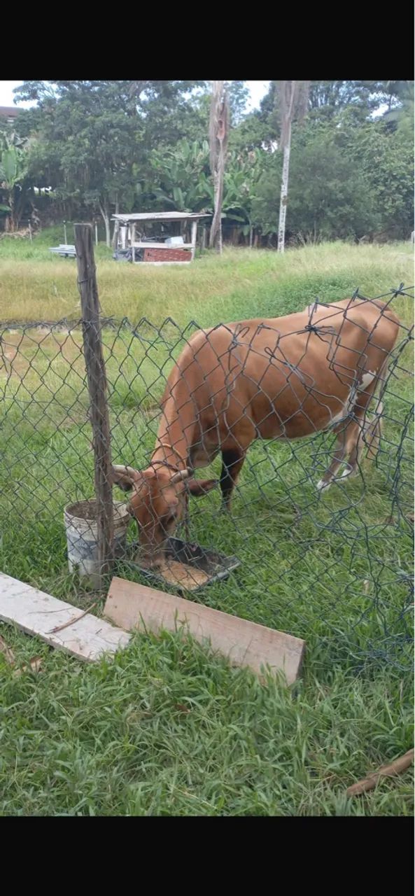 Vaca leiteira com 2 bezerros macho  - Foto 2