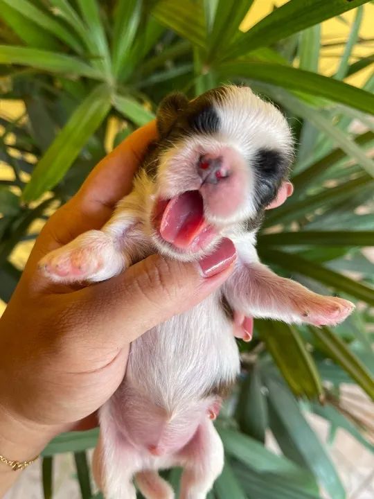 Lindos Exemplares de Shih tzu  - Foto 2