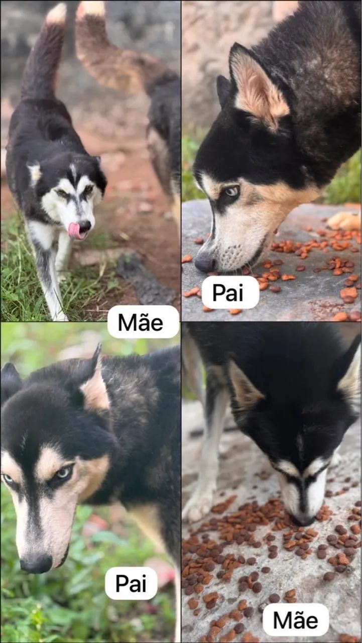 Filhotes de Husky Siberiano para adoção! - Foto 2