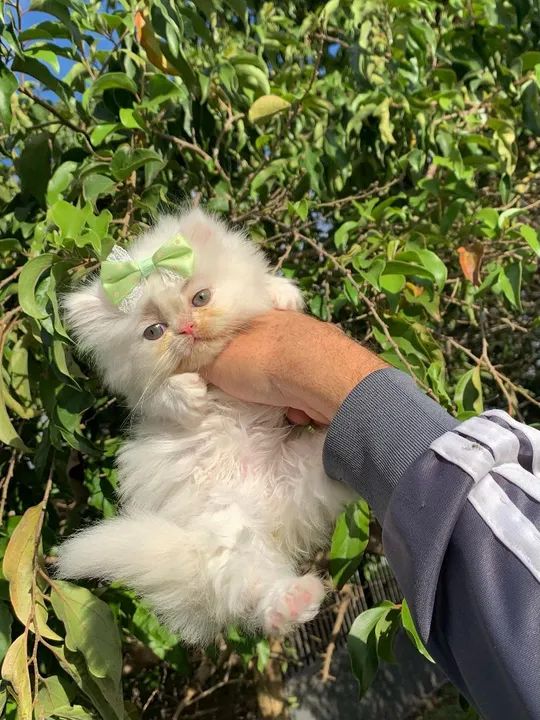 Gatinha Persa Branco 