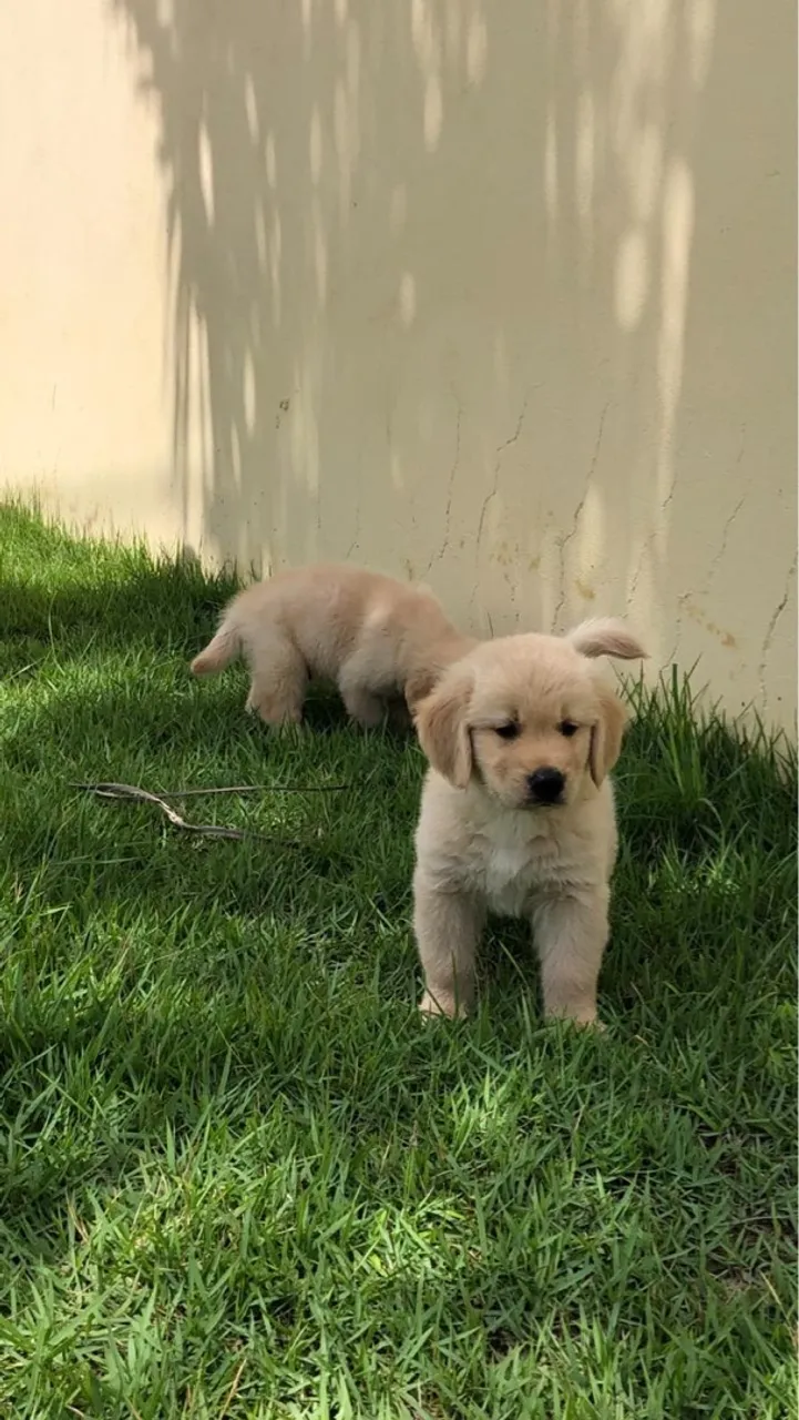 Filhotes Golden Retriever - Pelúcia de Ouro!