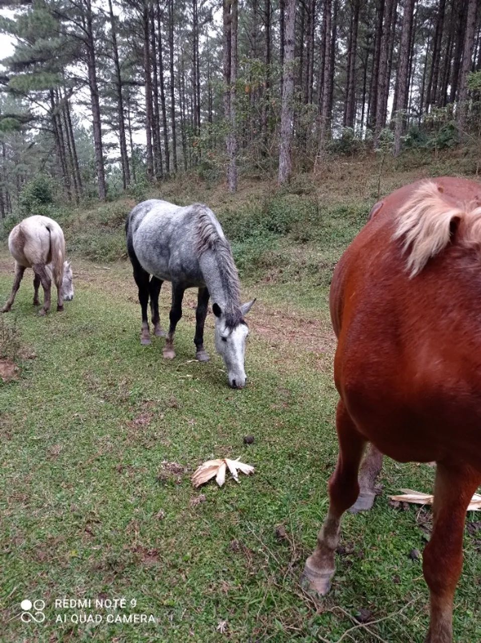 Potro campeiro com campolina.